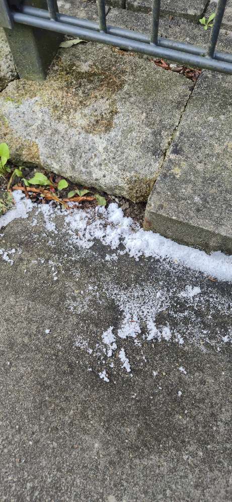 Giftköder-Rattengift-Profilbild