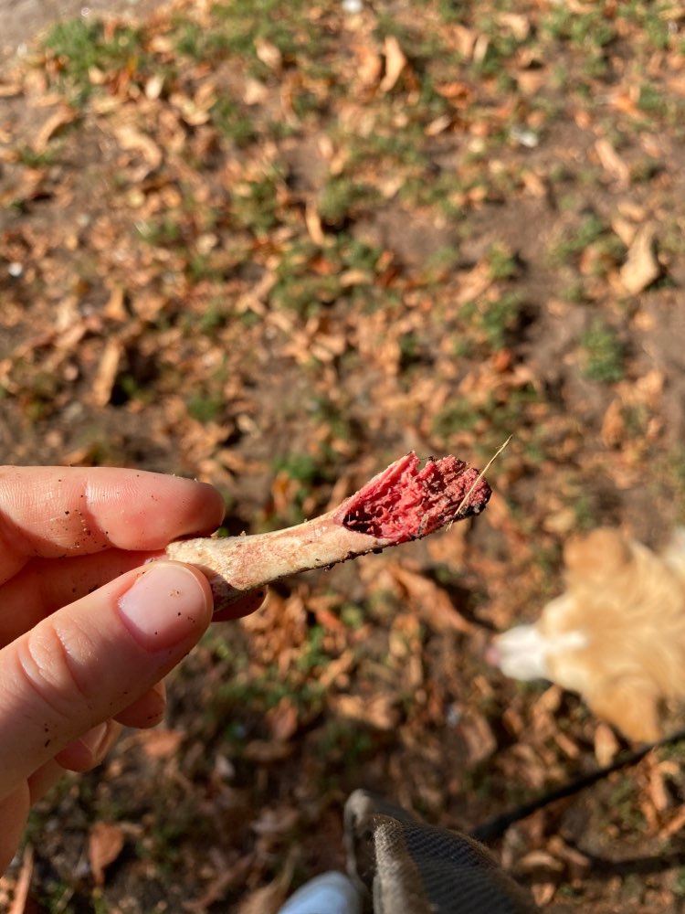 Giftköder-Knochenreste-Profilbild