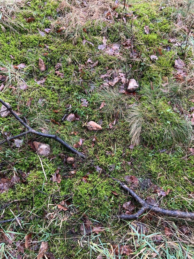 Giftköder-Mögliche Giftköder-Profilbild