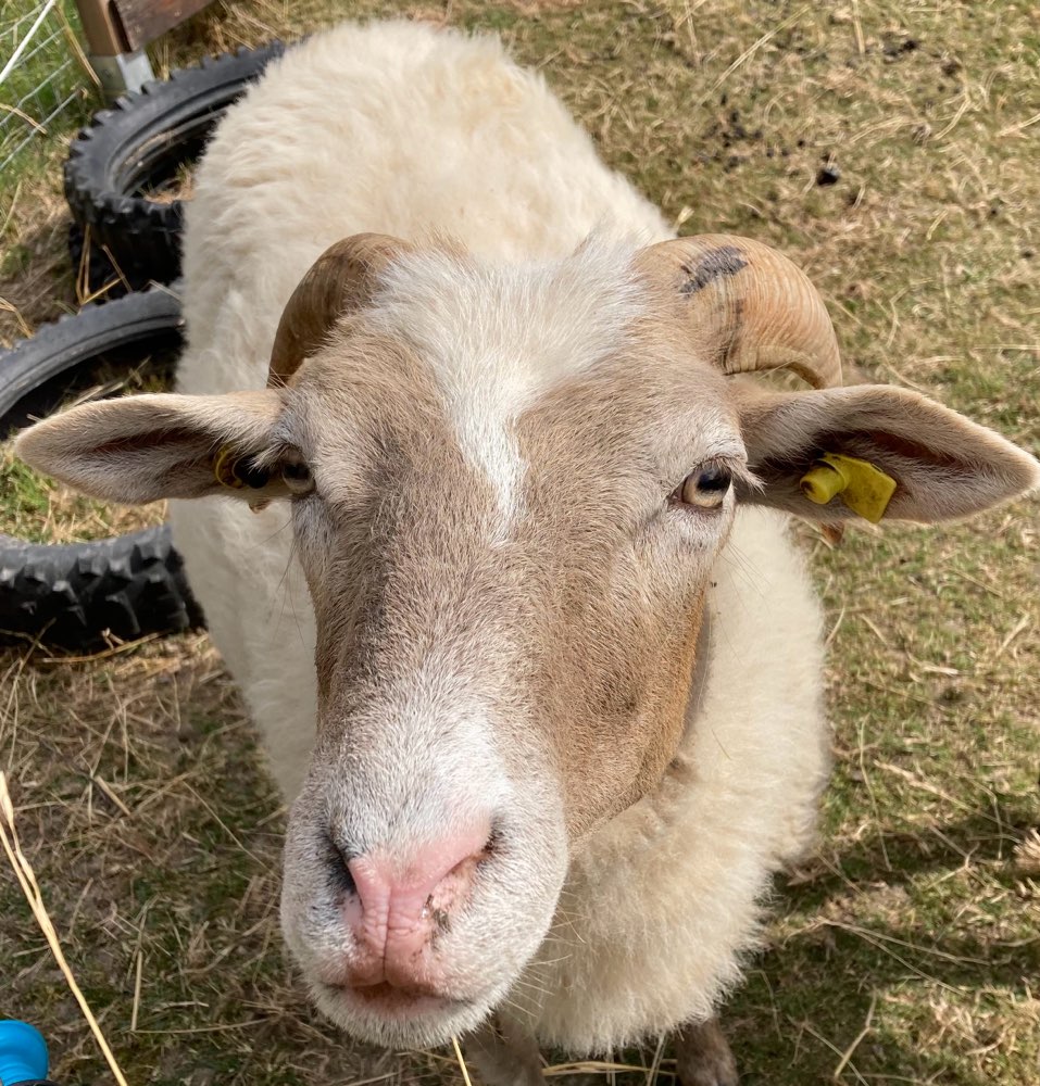 Hundetreffen-Junghunde Treffen Brachttal-Profilbild