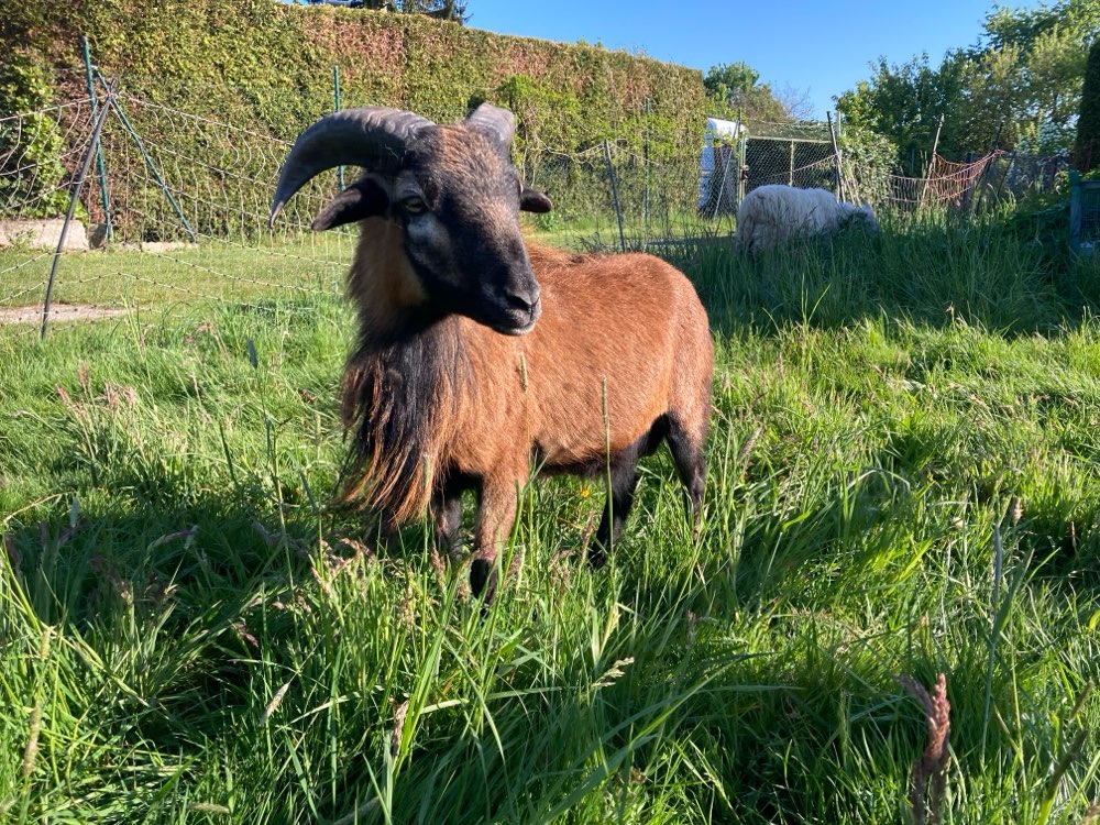 Hundetreffen-Junghunde Treffen Brachttal-Profilbild