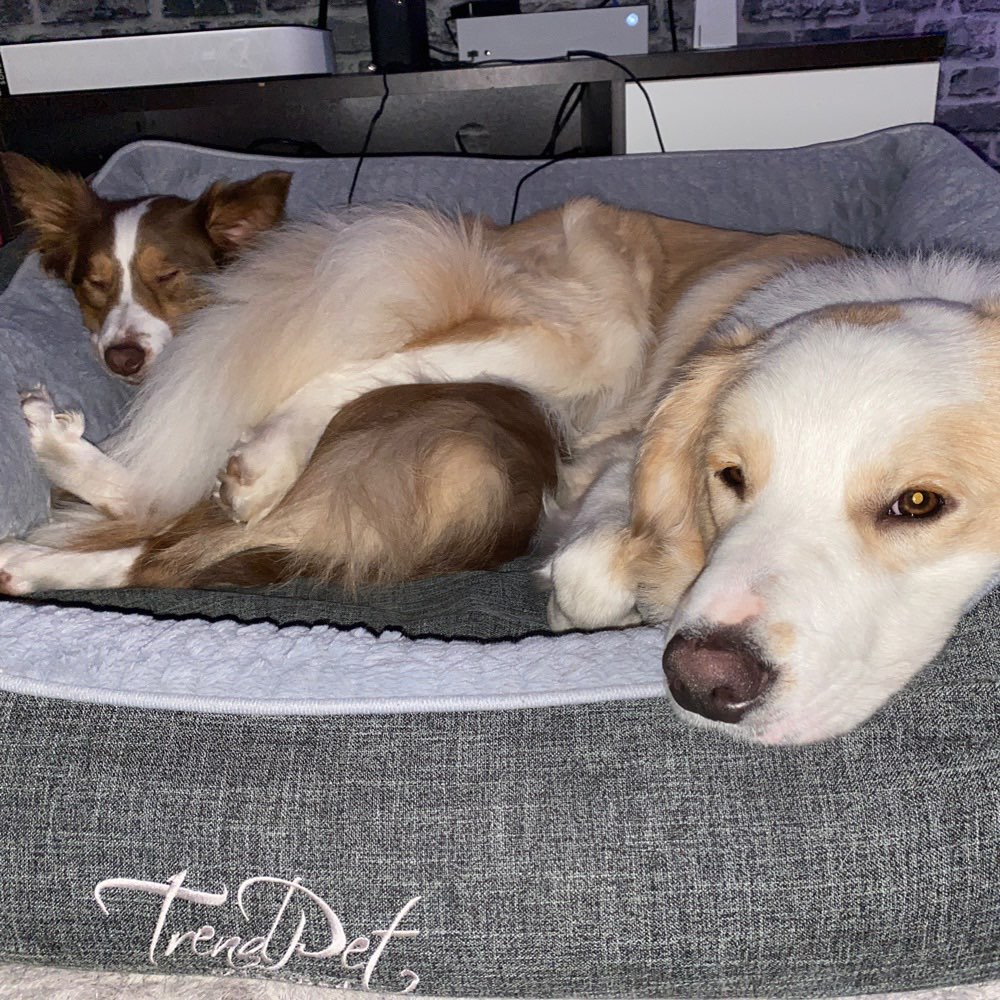 Hundetreffen-Junghunde-Profilbild