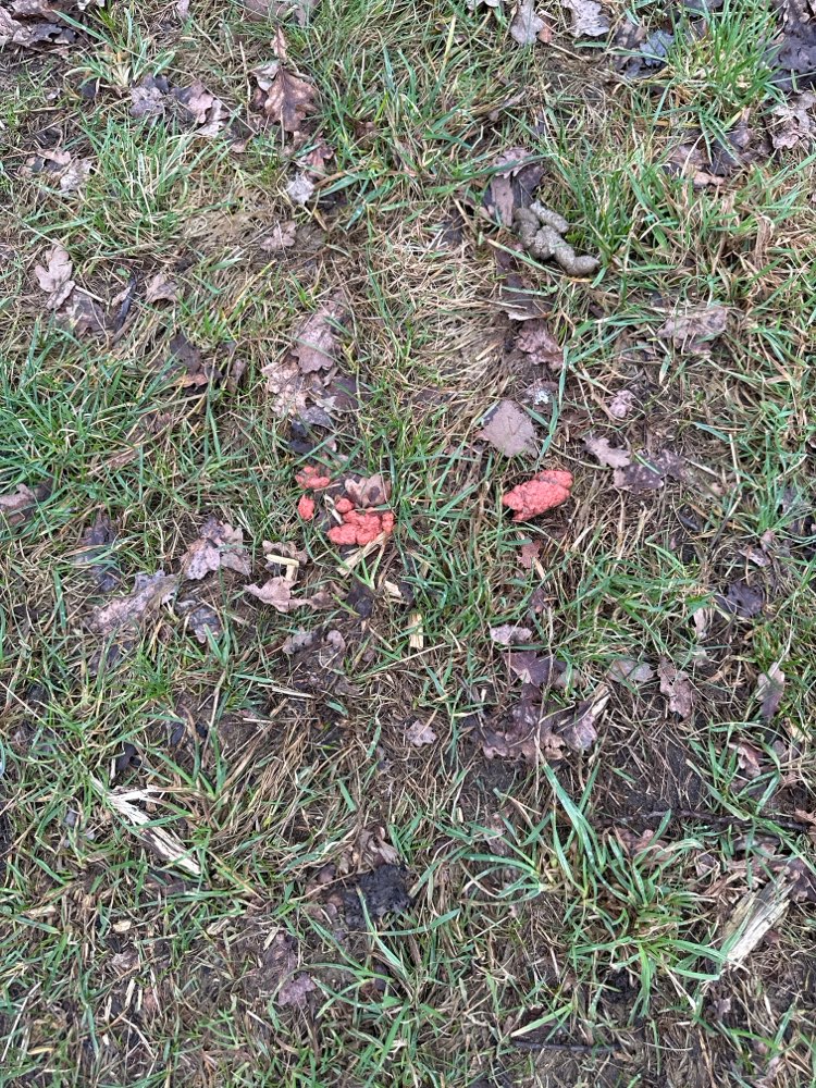 Giftköder-Möglicher Giftköder-Profilbild