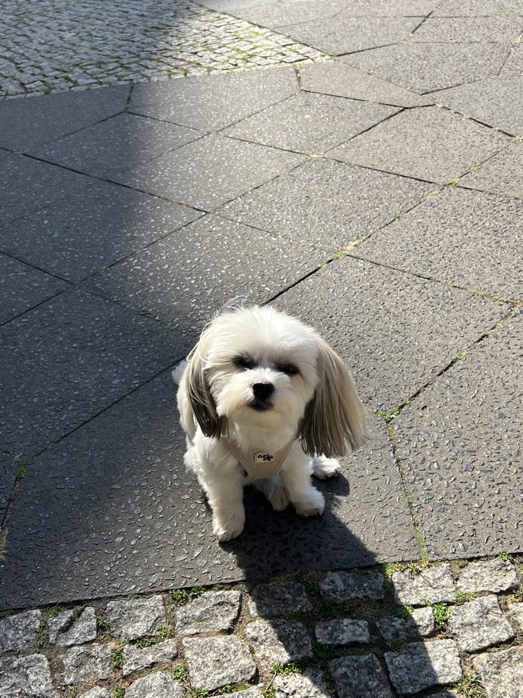 Hundetreffen-Treffen für kleine Hunde-Profilbild