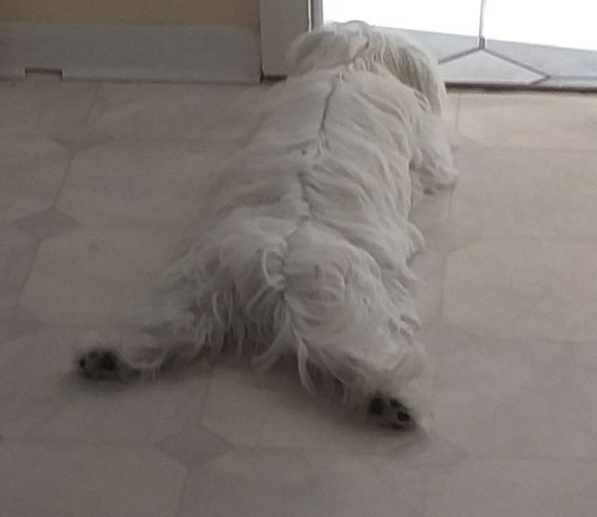 Hundetreffen-Hundekumpels zum Spielen-Profilbild