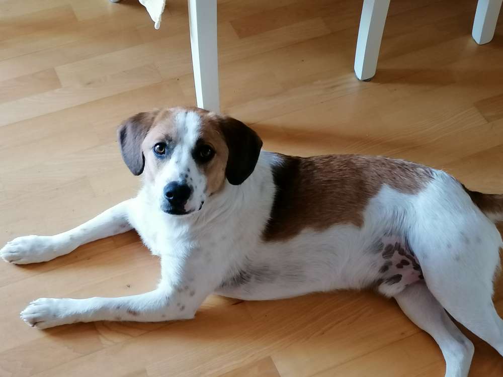 Hundetreffen-Spiel Spaß und Lernen-Profilbild
