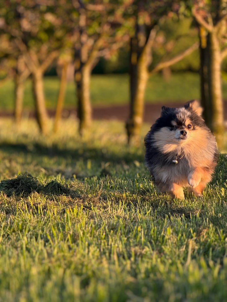 Hundetreffen-Gassi treffen-Profilbild