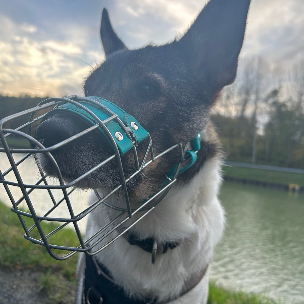 Hundetreffen-Begegnungstraining-Profilbild