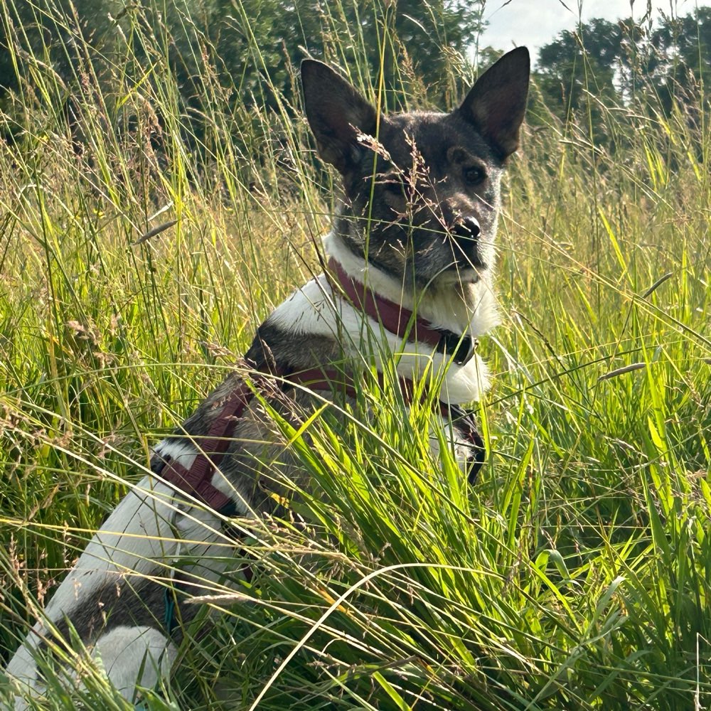 Hundetreffen-Social Walks im Norden von Münster-Profilbild