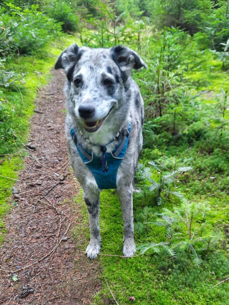 Hundetreffen-Senior Hunde treffen-Profilbild