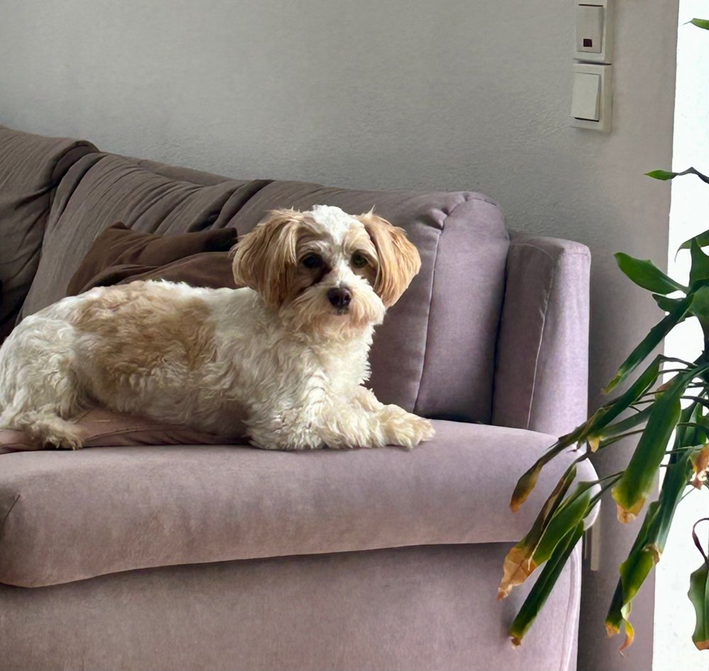 Hundetreffen-Hundebetreuung-Profilbild