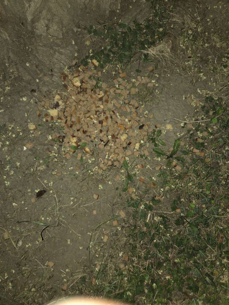 Giftköder-Gift-Profilbild