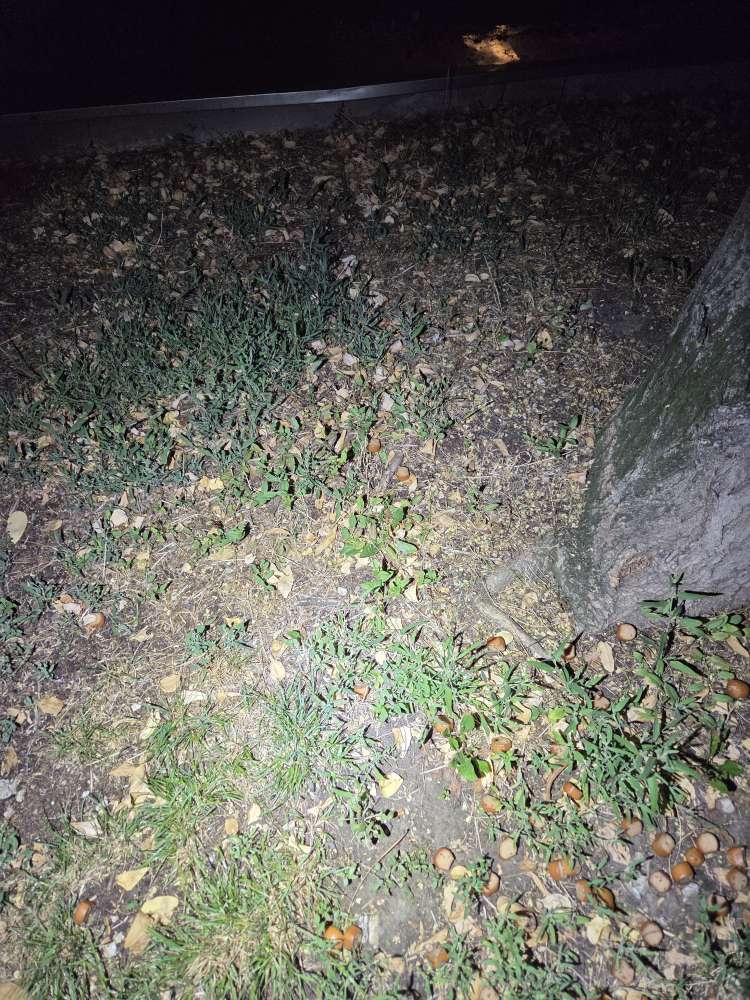 Giftköder-Giftköder-Profilbild