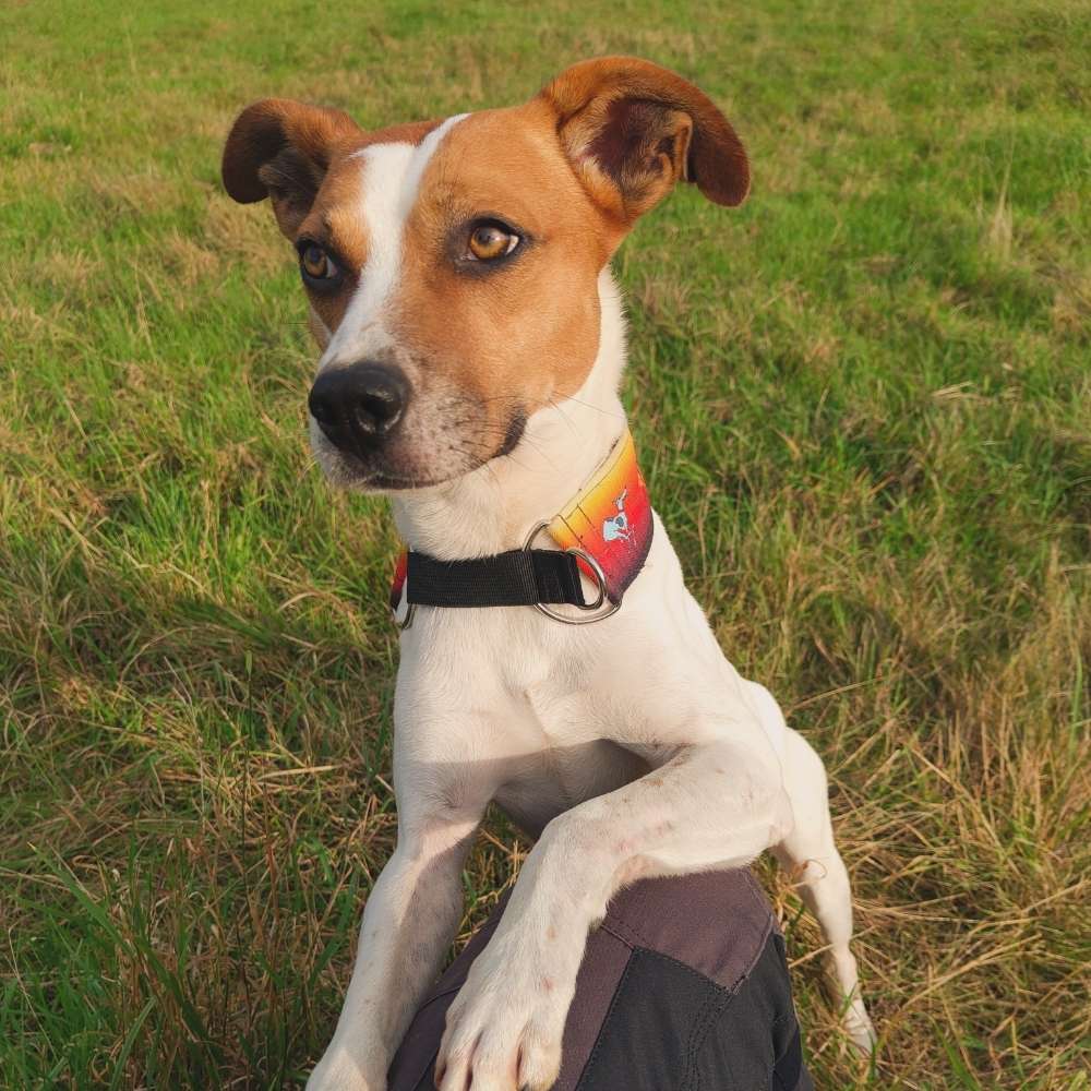 Hundetreffen-Spielen, spazieren, trainieren-Profilbild