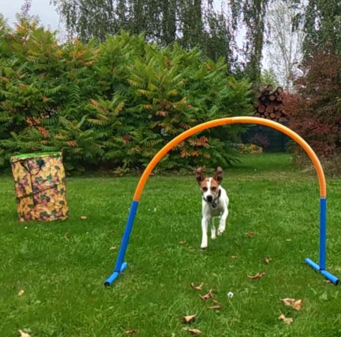 Hundetreffen-Hoopers Training-Profilbild
