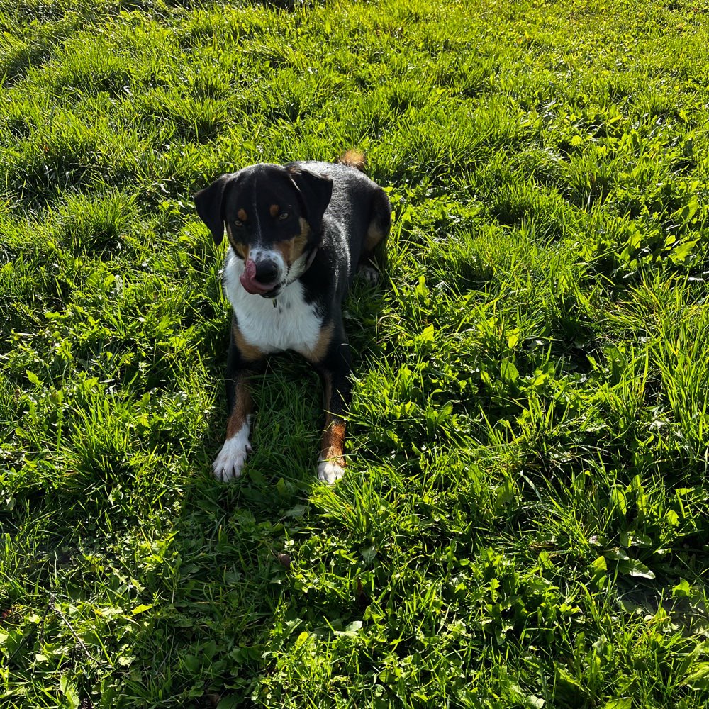 Hundetreffen-Spielrunde-Profilbild