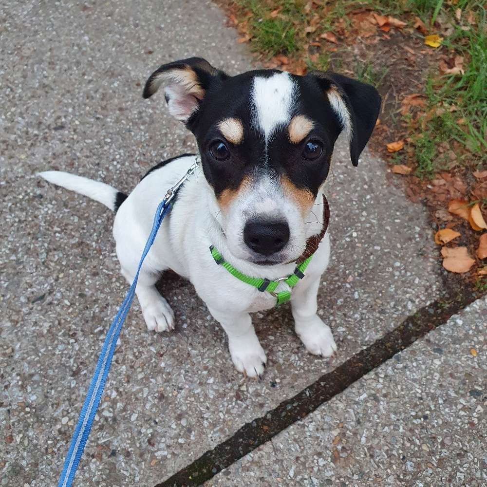 Hundetreffen-Milo sucht Freunde zum toben und spielen 🐾-Profilbild