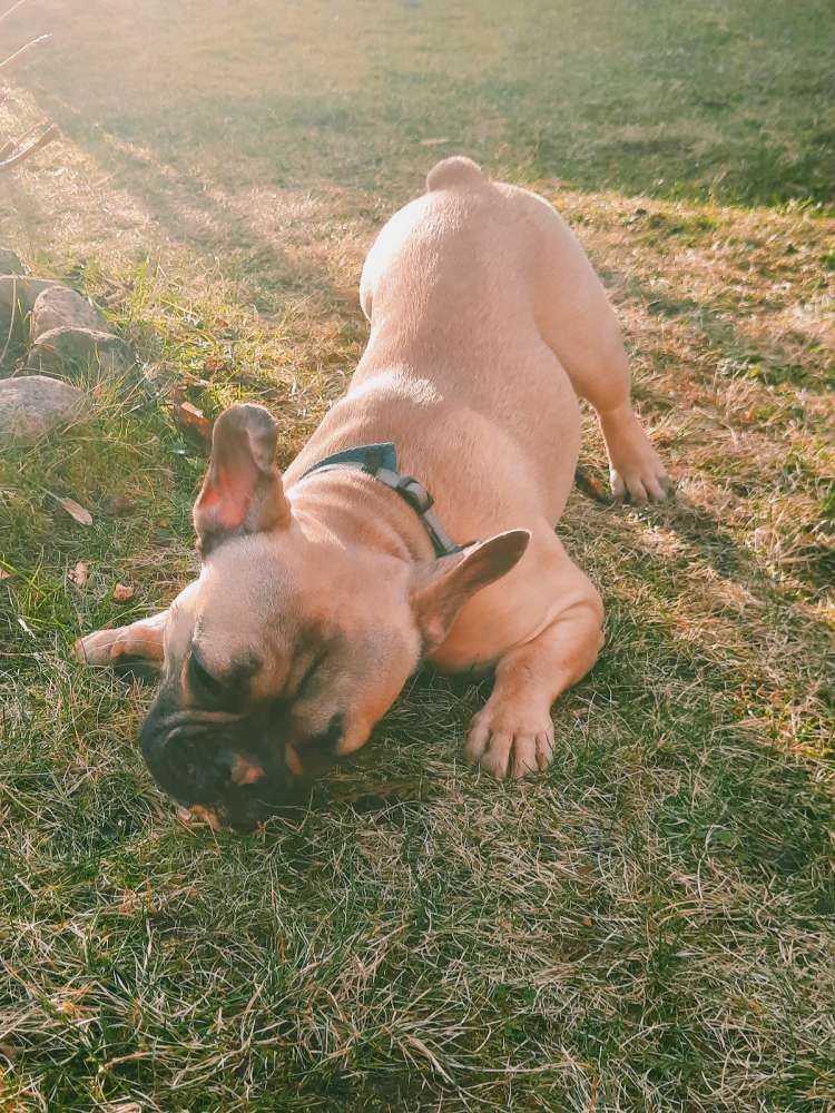 Hundetreffen-Toberunde-Profilbild