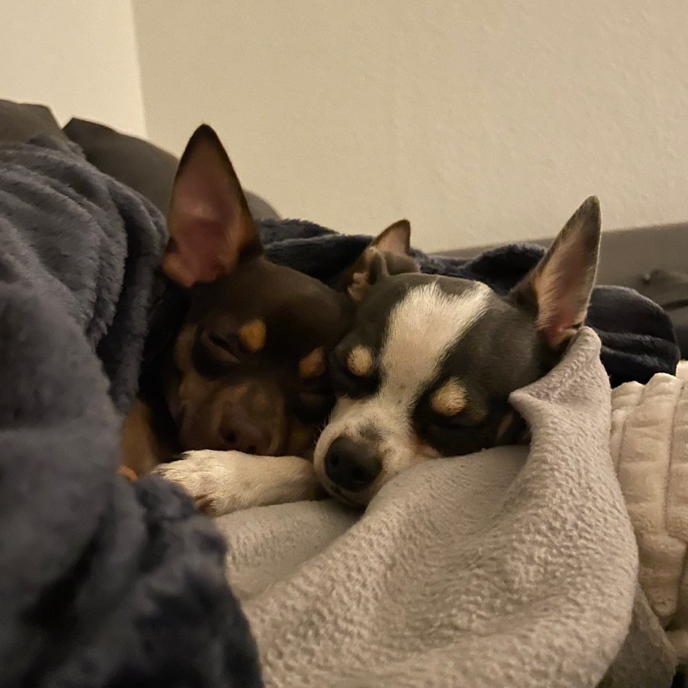 Hundetreffen-Treffen kleine Hunde-Profilbild