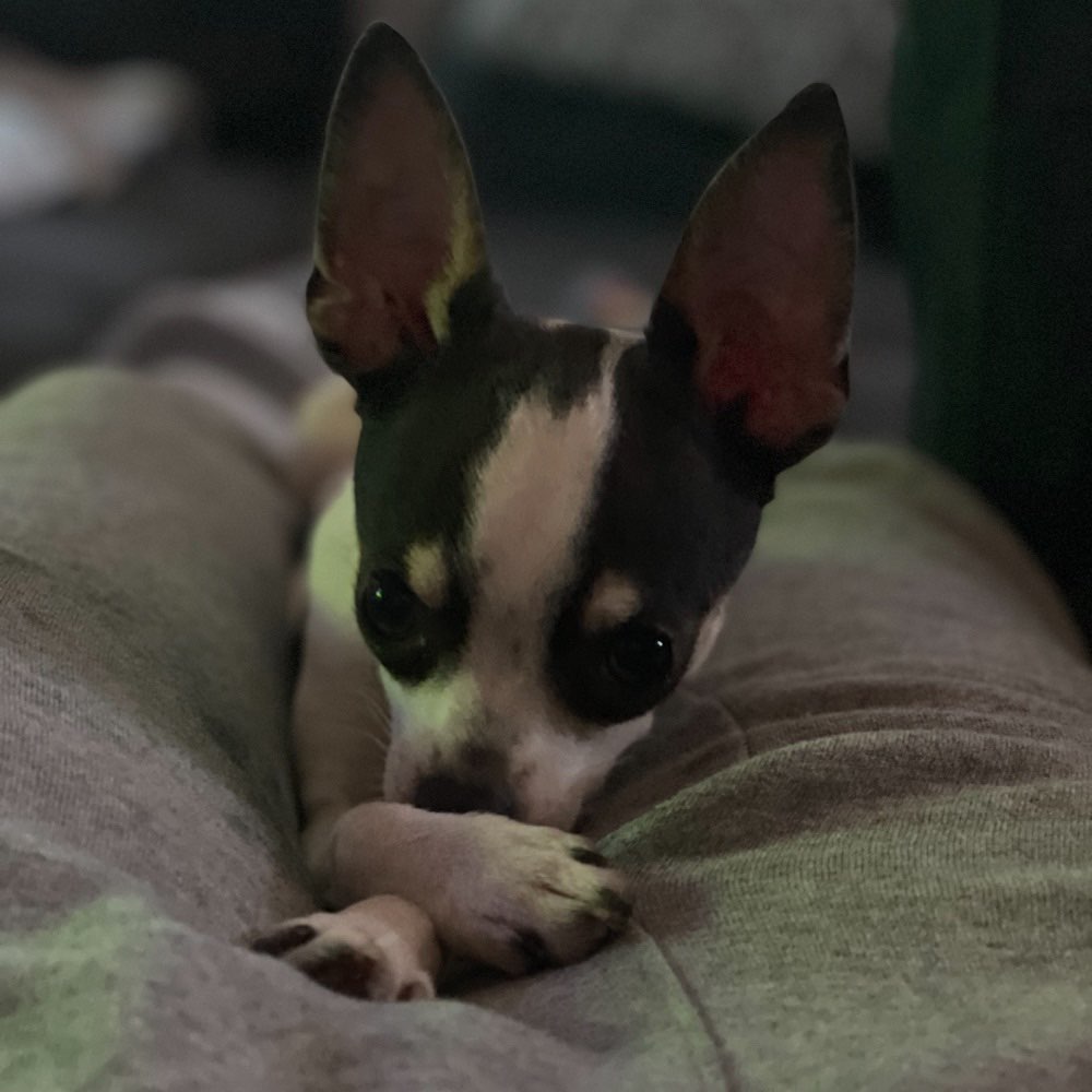 Hundetreffen-Spazieren und spielen-Profilbild