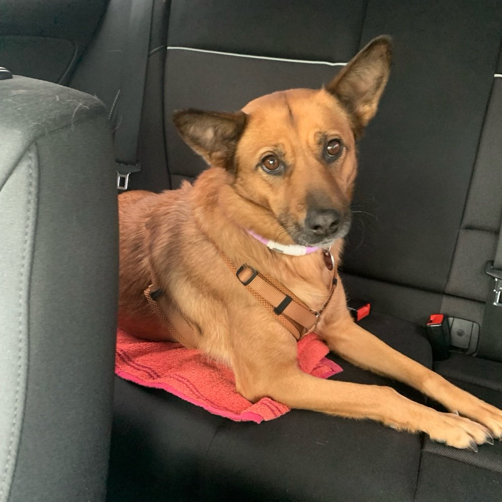 Hundetreffen-Gemeinsame Gassirunde-Profilbild