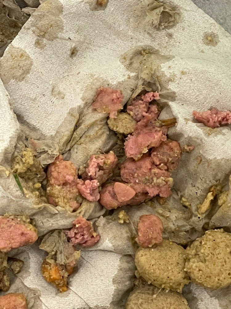 Giftköder-Giftköder-Profilbild