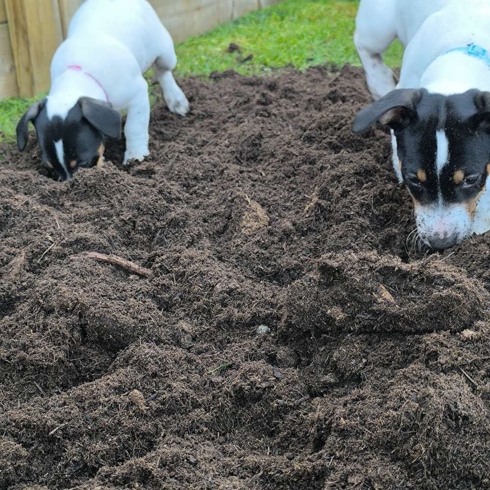 Hundetreffen-Gassie , kennenlernen Welpen  Spielrunde-Profilbild
