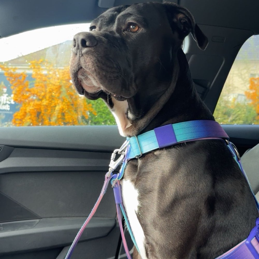 Hundetreffen-Spazieren/ Spielen 🐾-Profilbild