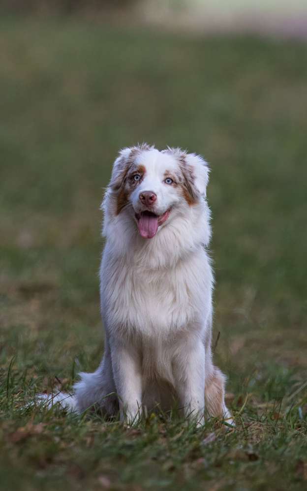 Hundetreffen-Spielen 🥳😄-Profilbild