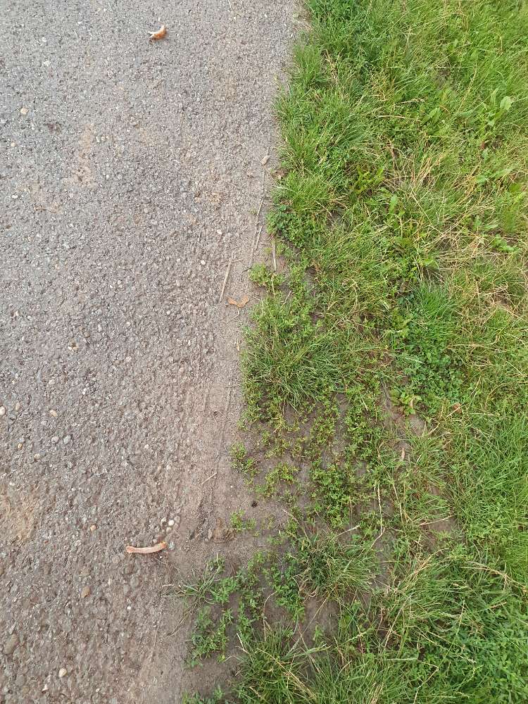 Giftköder-Ausgelegte Knochen-Profilbild