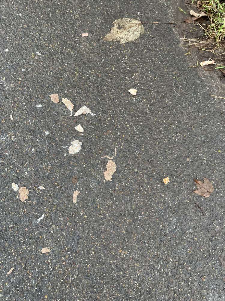 Giftköder-Verteilte Hähnchenstücke-Profilbild