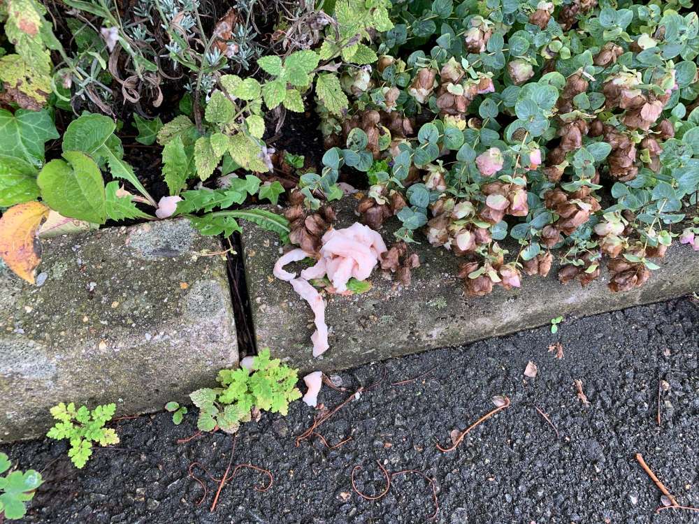 Giftköder-Giftköder-Profilbild