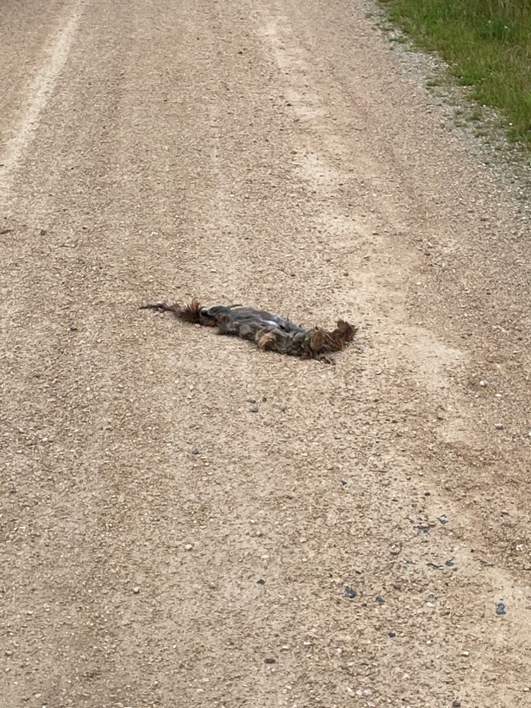 Giftköder-Kadaver-Profilbild