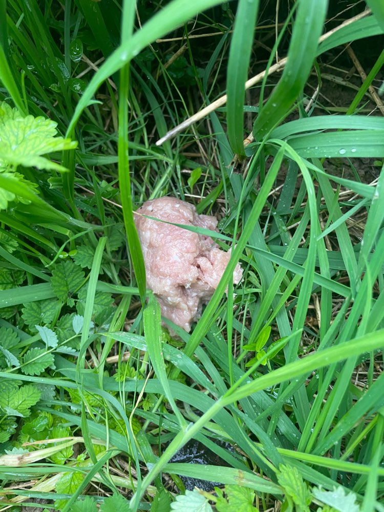 Giftköder-Giftköder (?) Rohes Hackfleisch-Profilbild