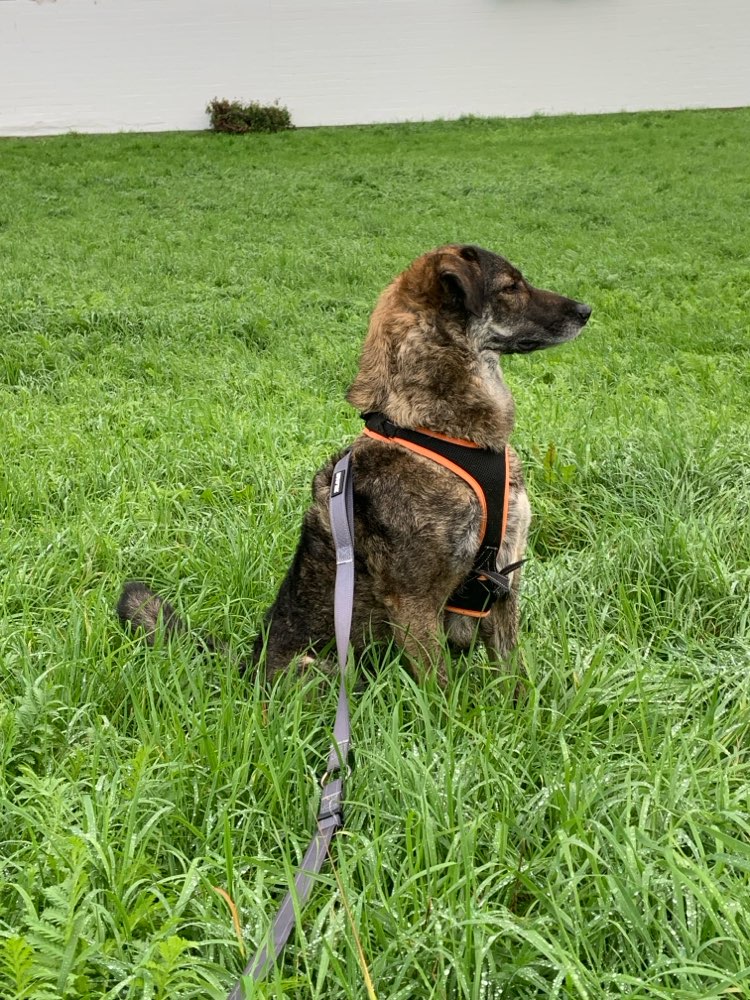 Hundetreffen-Hundefreunde für Mila-Profilbild