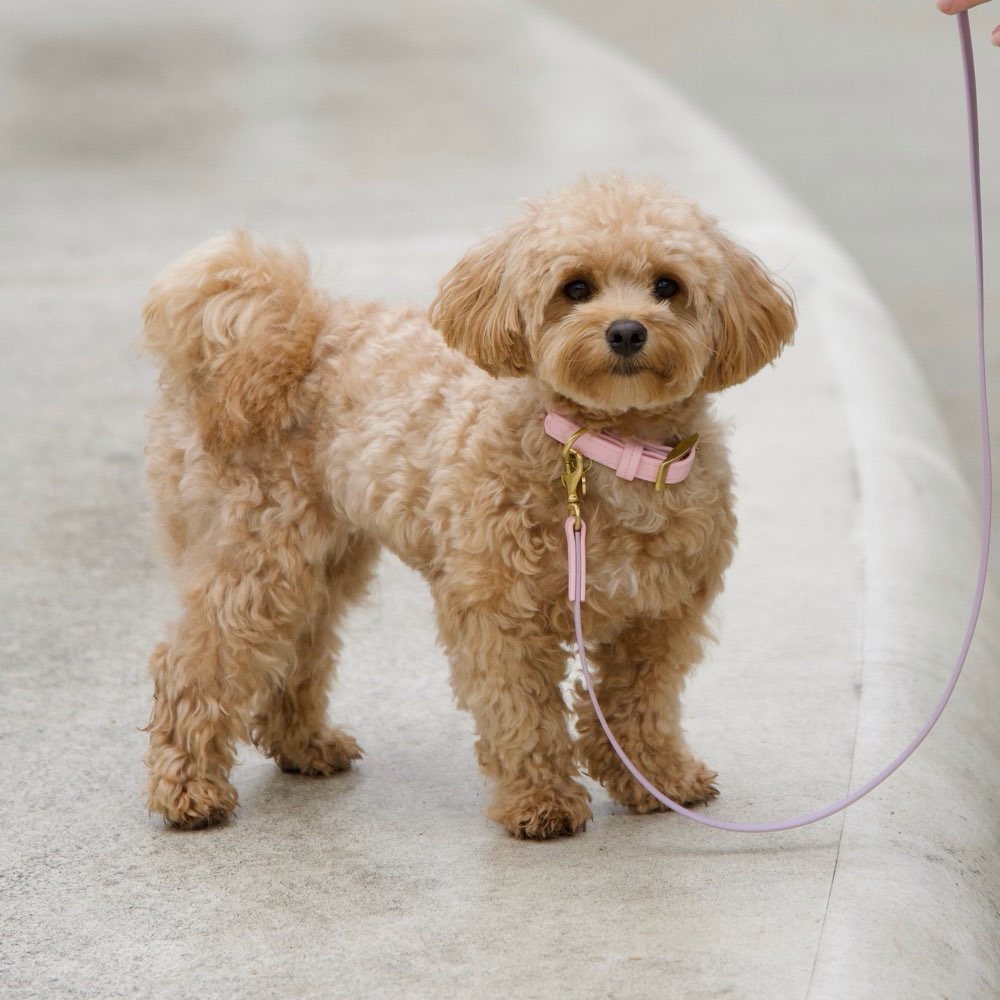 Hundetreffen-Spazieren um Spielen Clara Park/ Fockeberg-Profilbild