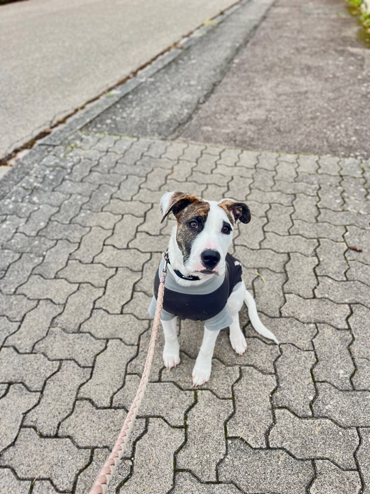 Hundetreffen-Spielgefährte gesucht 🐾-Profilbild