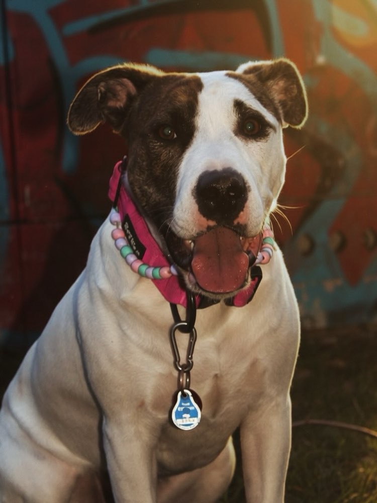 Hundetreffen-Playdate 🤍-Profilbild