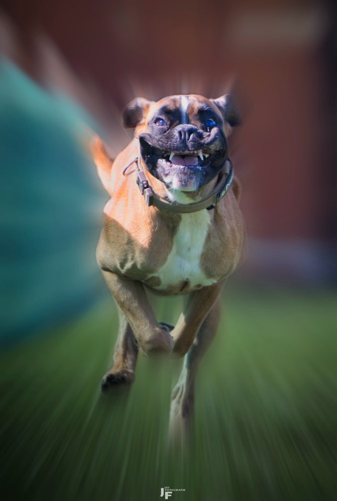 Hundetreffen-Hunderennen-Profilbild