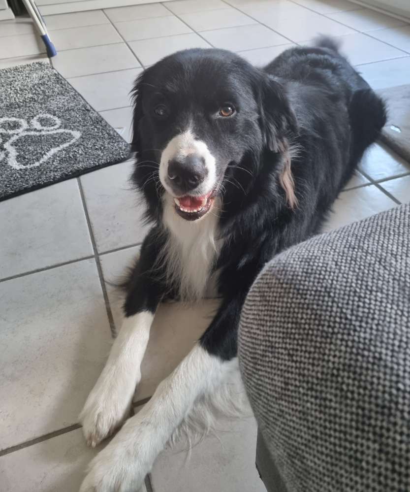 Hundetreffen-Gemeinsame Spaziergänge-Profilbild