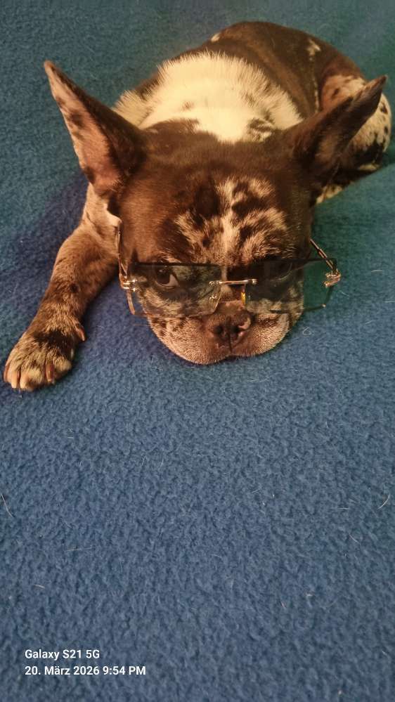 Hundetreffen-Hundetreffen Berlin 🩷🐶-Profilbild