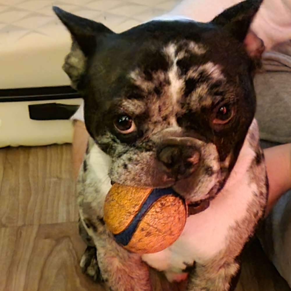 Hundetreffen-Hundetreffen in Berlin 🩷🐶-Profilbild