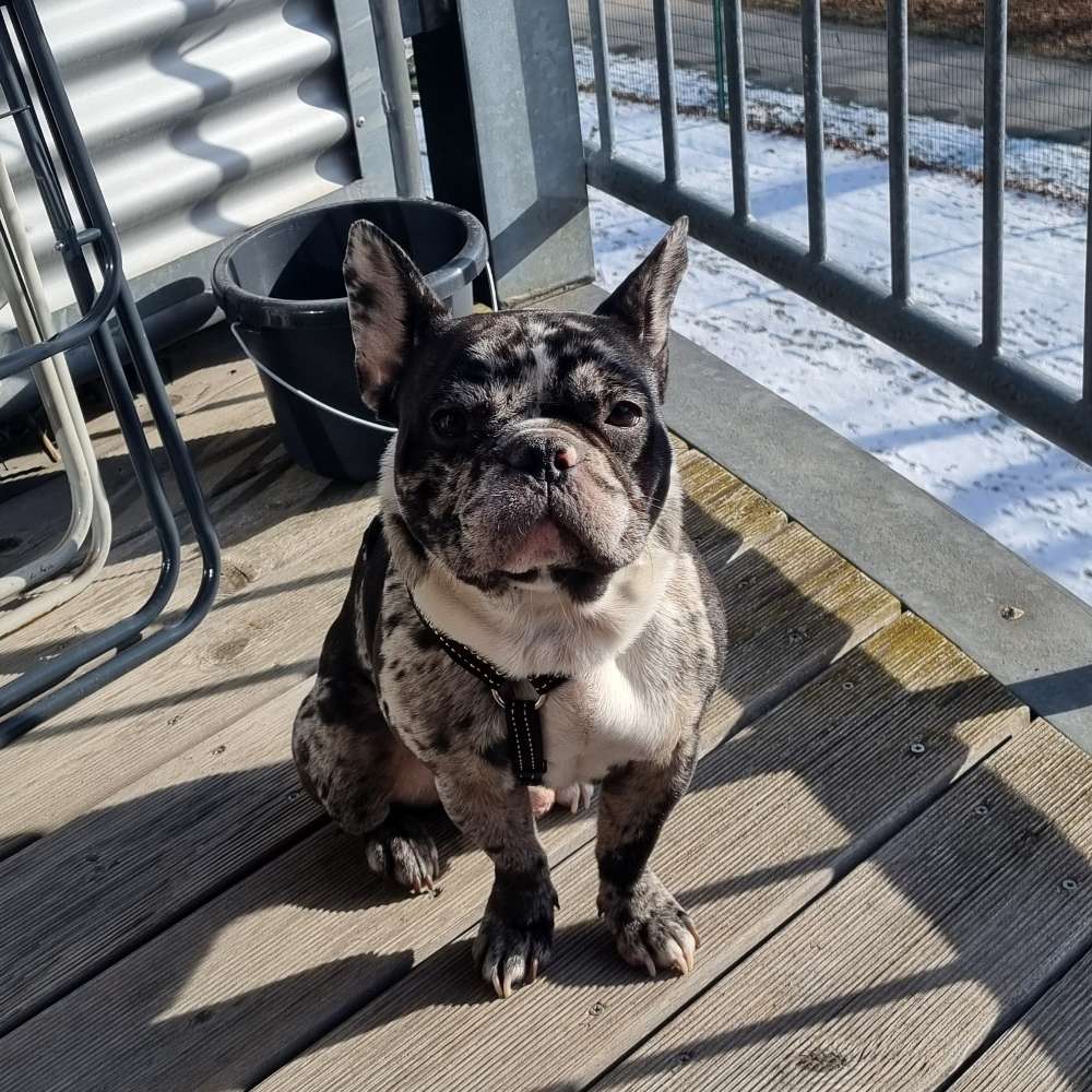 Hundetreffen-Hundetreffen in12205 Berlin 🩷🐶-Profilbild