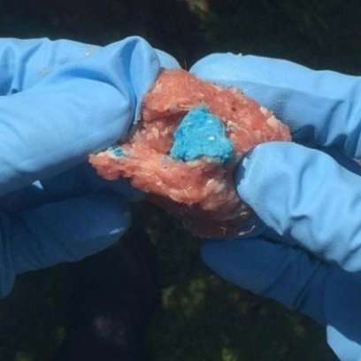 Giftköder-Giftköder: Hackbällchen mit Rattengift-Profilbild