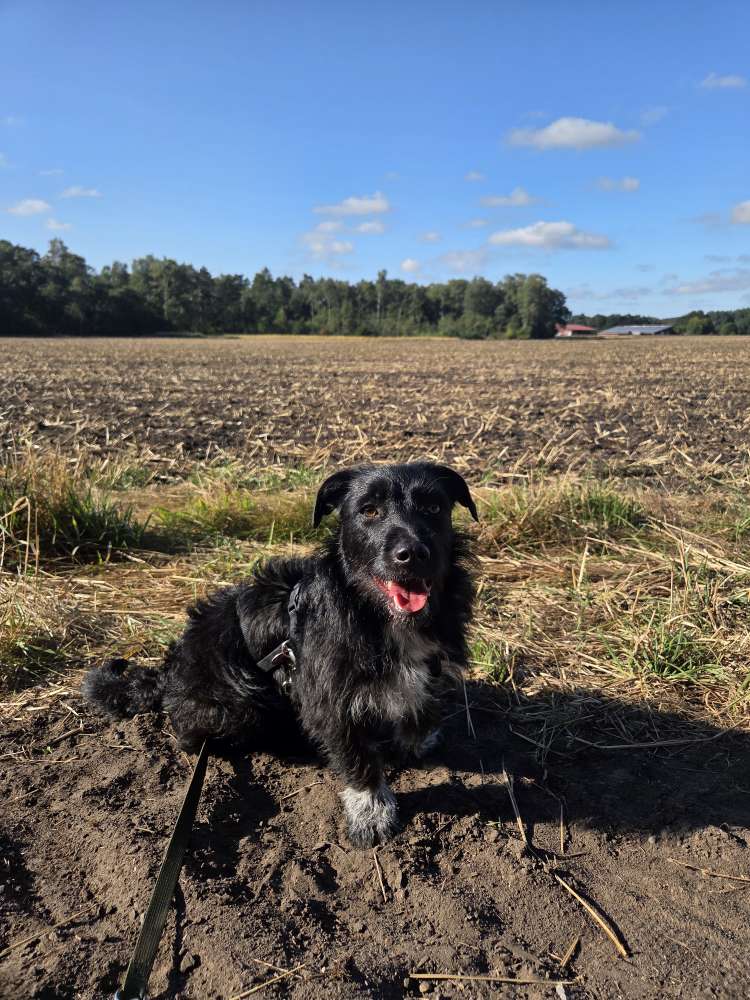 Hundetreffen-Gemeinsame Spaziergänge-Profilbild
