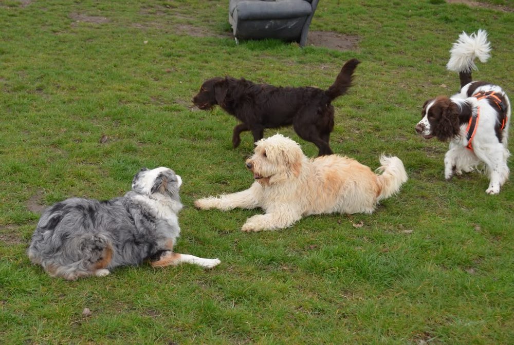 Hundetreffen-Suche Spielfreunde-Profilbild