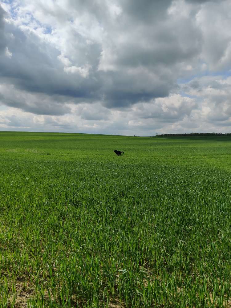 Hundetreffen-Eddie's manège-Profilbild