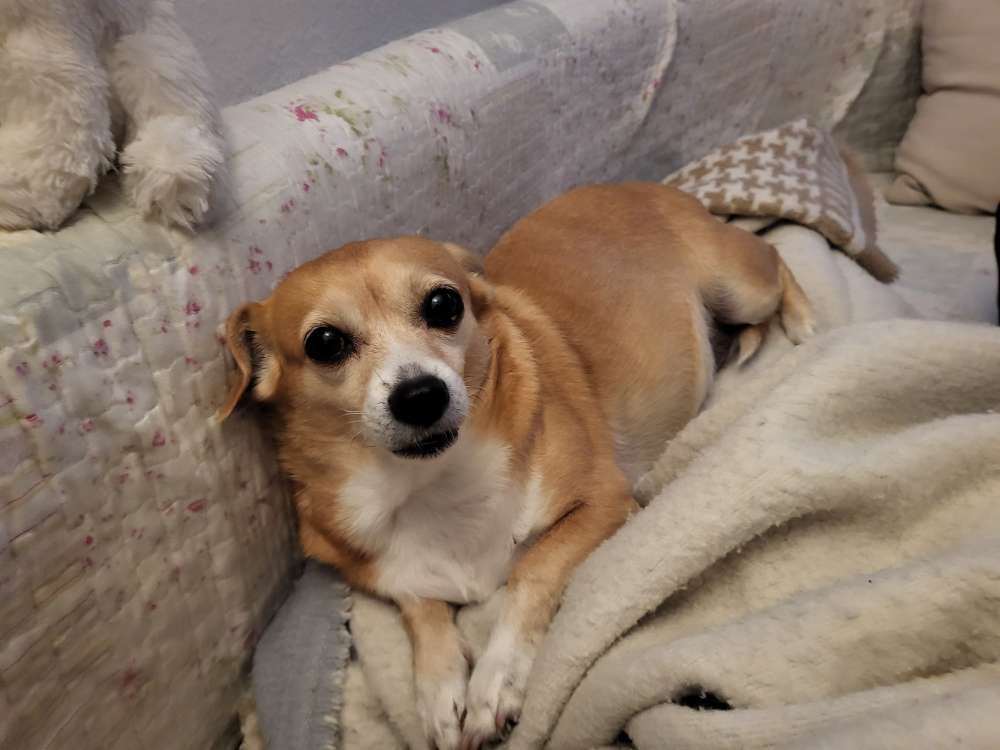 Hundetreffen-Nelly sucht ältere Kameraden-Profilbild