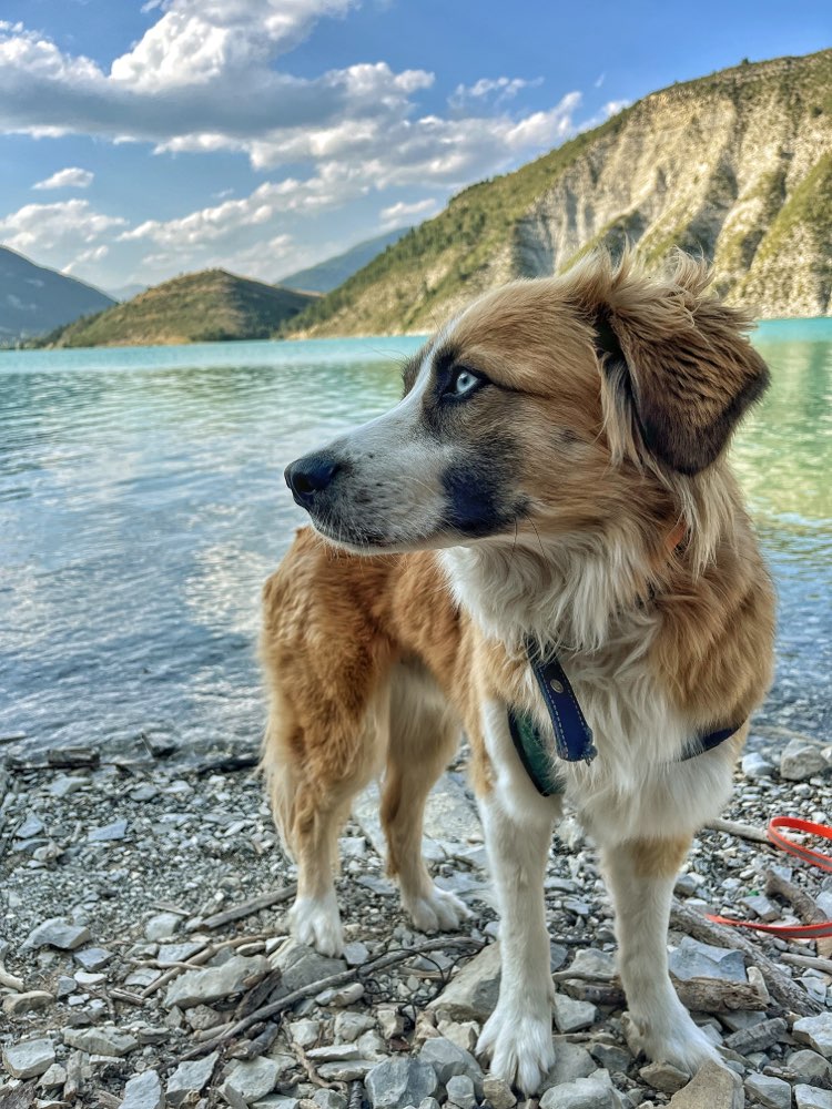 Hundetreffen-Begegungstraining mit genug Abstand /Social Walk-Profilbild