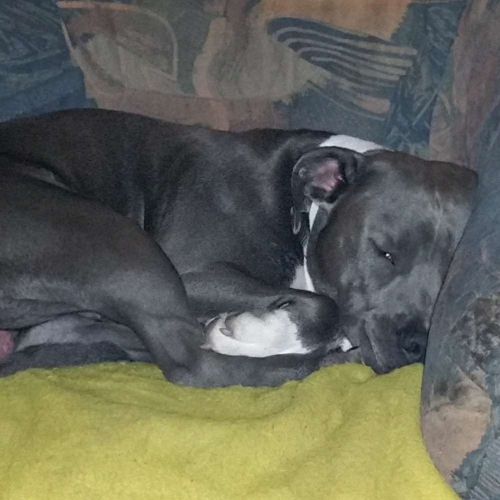 Hundetreffen-Suche kontakt zu amstaff & pitbull & Co.-Profilbild